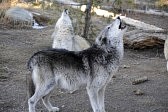 37126065-pair-of-mating-wolves-in-captivity